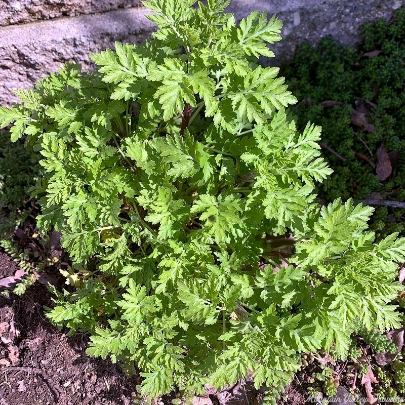 Foliage of Feverfew