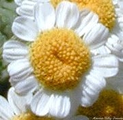 Close Up of One Feverfew Flower