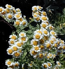 Feverfew Flowers