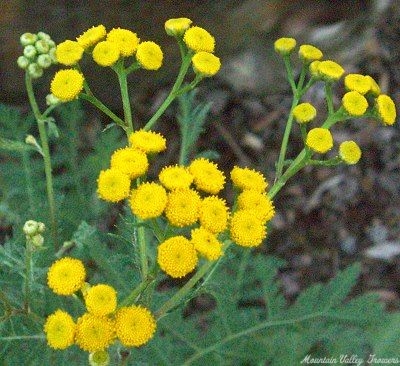 Tansy button flowers.
