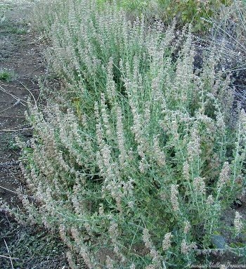 Neglected Germander hedge