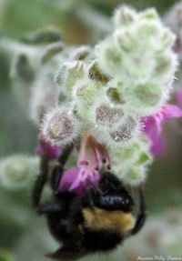 Germander flower with bee.