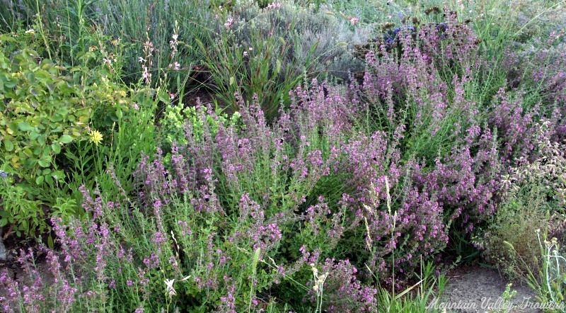 Germander Flowering in Summer