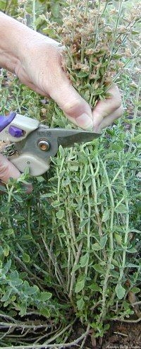 Pruning Germander