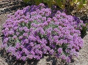 Fruity Teucrium,Teucrium cossonii majoricum, in full bloom