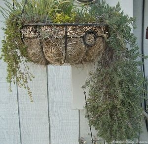 Fruity Teucrium hangs out in a basket