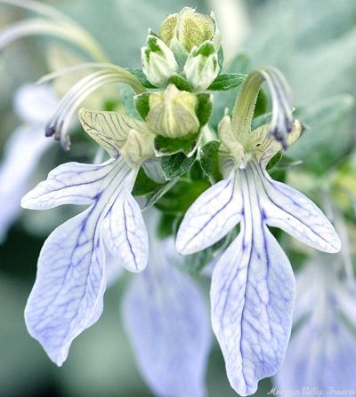 The lovely blue flowers of the Silver Germander plant.