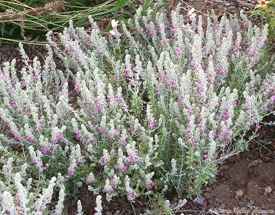 Cat thyme in the garden.