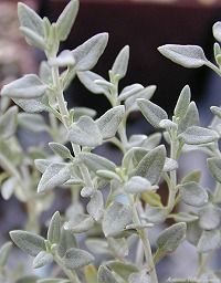 Cat Thyme Stems