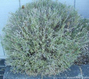 Cat Thyme right after pruning