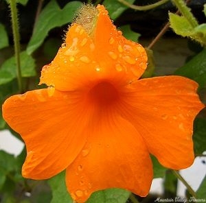 Orange Clock Vine Flower