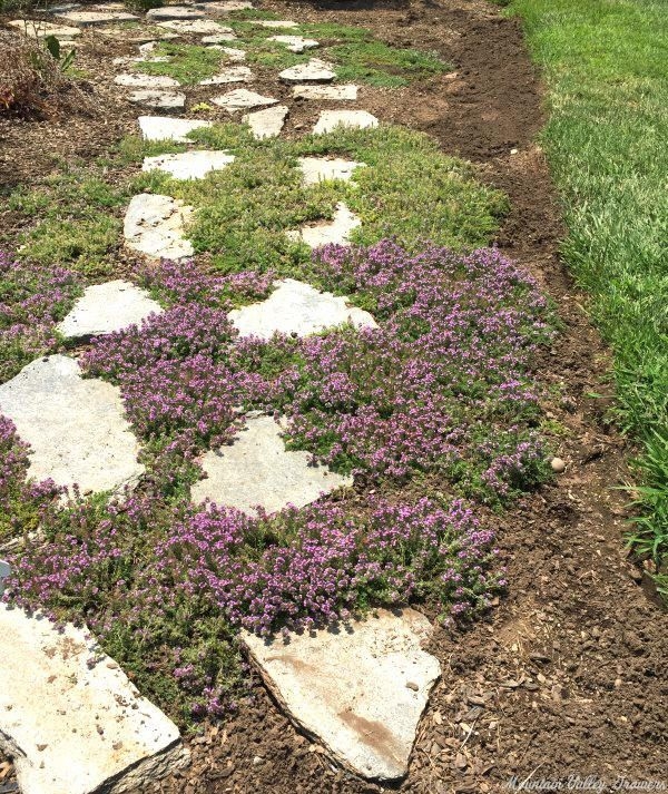 Thyme pathway