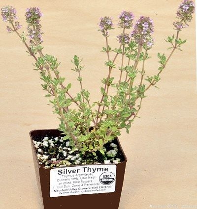 Organic Thymus Mint Thyme Plants from Mountain Valley Growers