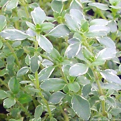 Thymus argenteus Silver Thyme image