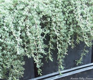 Silver Needle Thyme