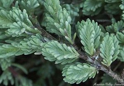 Thymus cherlerioides Silver Needle Thyme image