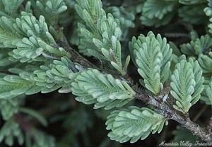 Close up of Silver Needle Thyme