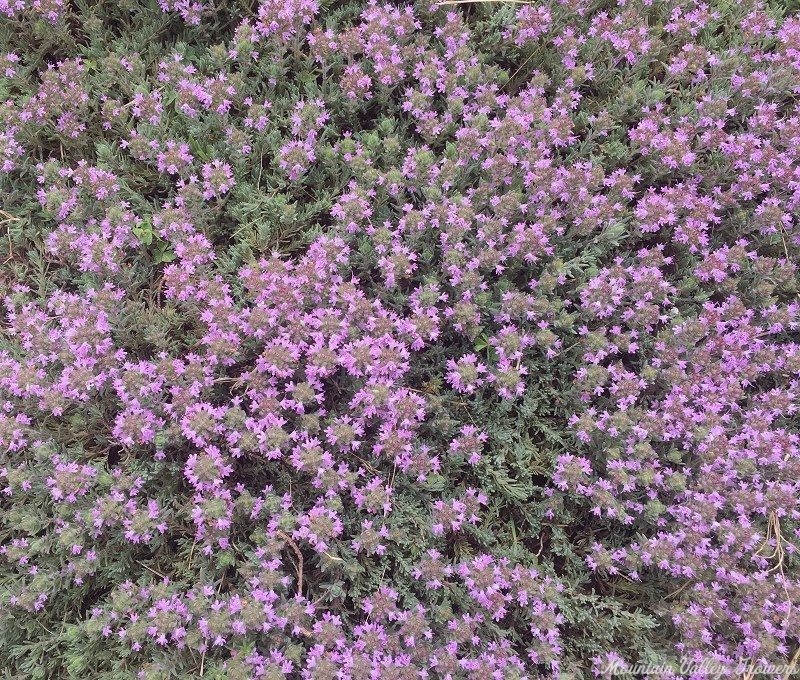 Silver Needle Thyme in bloom