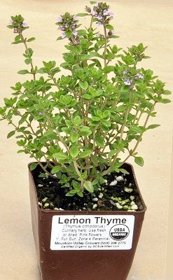Lemon Thyme plant ready for shipping.