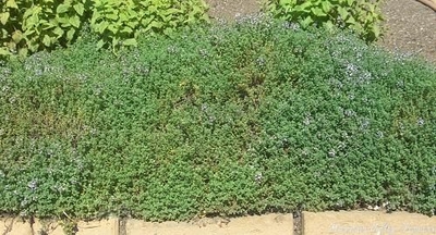 Lemon Thyme is included in the Gourmet Herb Garden