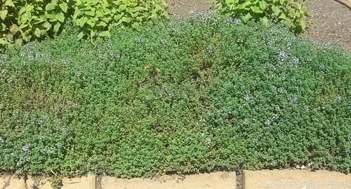 Lemon Thyme in the garden just starting to bloom