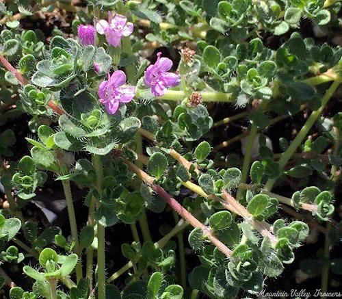 Organic Thymus Creeping Pink Thyme Plants from Mountain Valley Growers