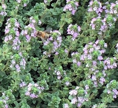 Doone Valley Flowers host a bee