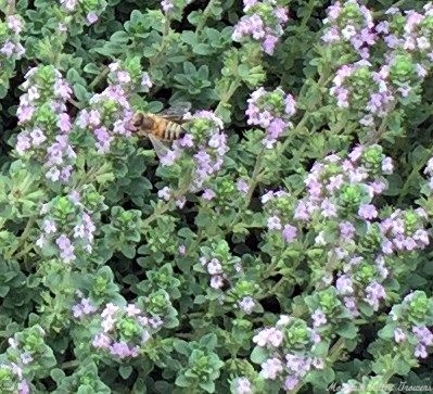 Organic Thymus Mint Thyme Plants from Mountain Valley Growers