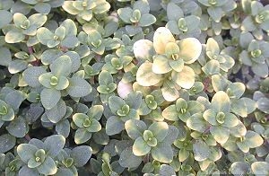 Close up of the green and gold variegation of Doone Valley Thyme leaves.