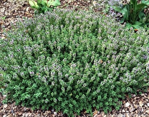 Doone Valley Thyme in Bloom