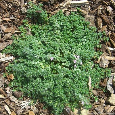 Elfin Thyme plant in the garden