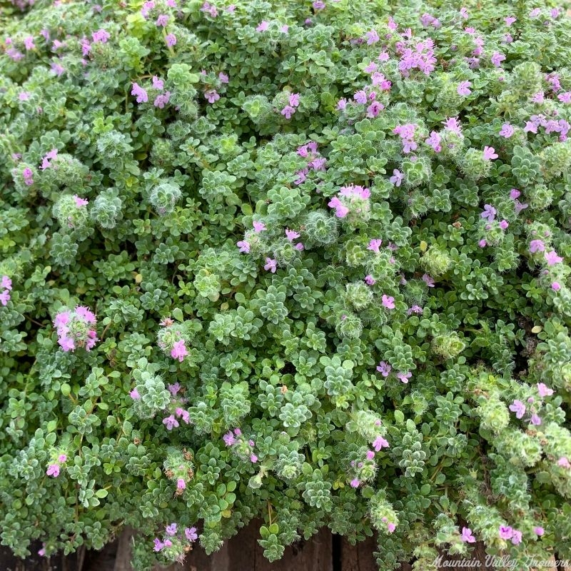 Elfin Thyme Flowering