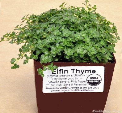Elfin Thyme plant ready for shipping.