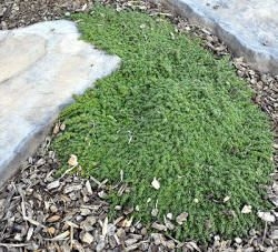 Elfin Thyme growing between stepping stones