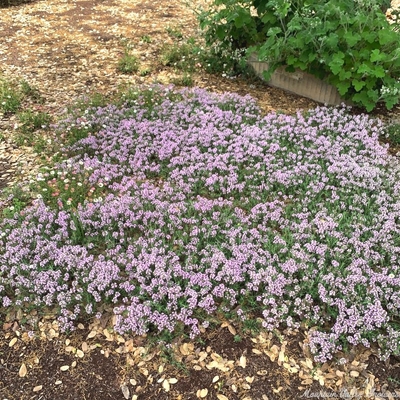 Thymus glabrescens Loveyanus Thyme image