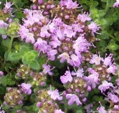 Thymus Hall's Woolly Thyme image