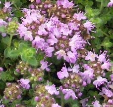 A lot of tiny flowers make up each Hall's Woolly Thyme fower head.