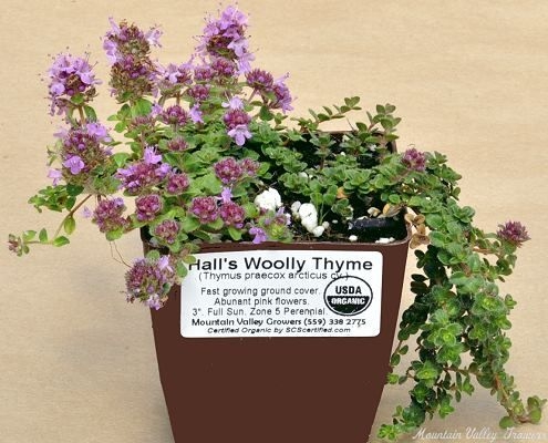 Hall's Woolly Thyme plant ready for shipping.