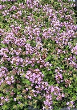 Hall's Woolly Thyme plants burst into color!