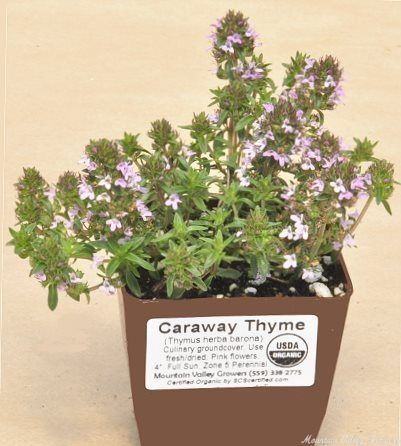 Caraway Thyme Ready to Ship