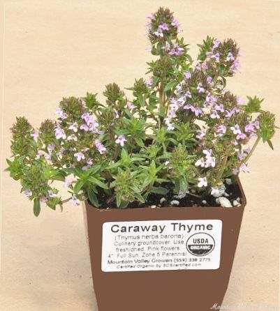 Organic Thymus Mint Thyme Plants from Mountain Valley Growers