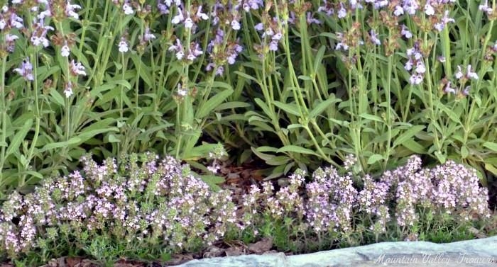 Heretus Thyme blooms under Dwarf Garden Sage