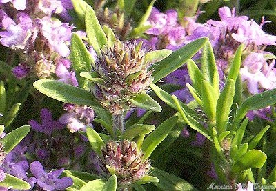 Organic Thymus Mint Thyme Plants from Mountain Valley Growers