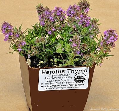 Heretus Thyme ready for shipping