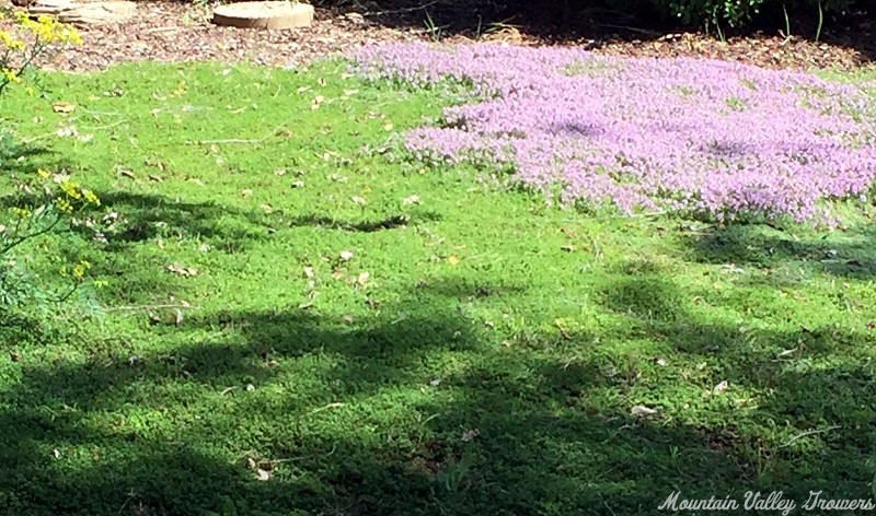 Heretus Thyme in full bloom next to Pink Lemonade Thyme.