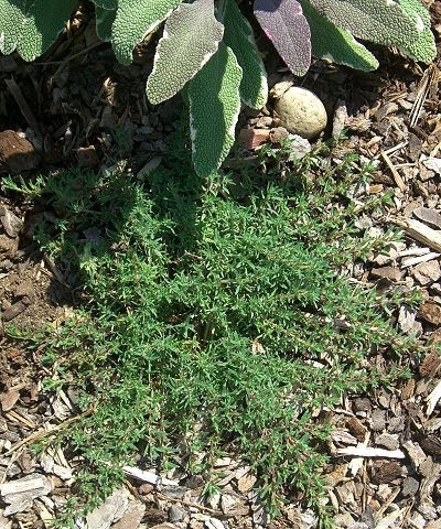 Organic Thymus Mint Thyme Plants from Mountain Valley Growers