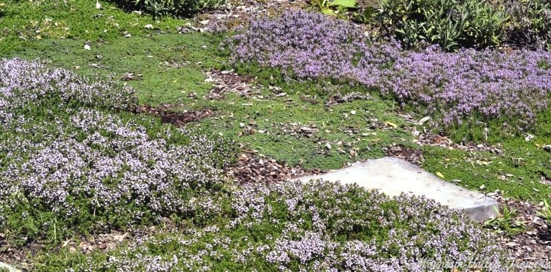 From left to right: Caraway Thyme, Elfin Thyme and Heretus Thyme