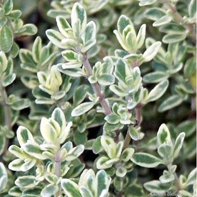 Hi-Ho Silver Thyme leaves