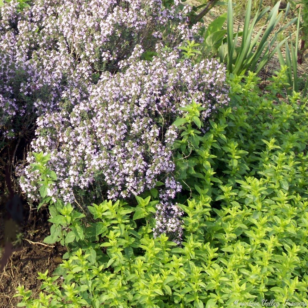 Italian Oregano Thyme with Marshall's Memory Oregano