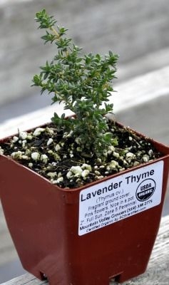 Lavender Thyme in a Pot